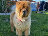 Recherche femelle Chow Chow pour saillie