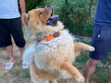 Recherche femelle Chow Chow pour saillie