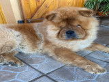 Recherche femelle Chow Chow pour saillie