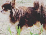 Chihuahua LOF chocolat et tan pour sailllie
