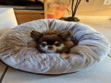 Chihuahua LOF chocolat et tan pour sailllie
