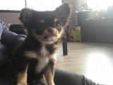 Chihuahua LOF chocolat et tan pour sailllie