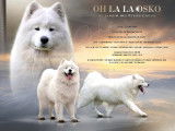 Samoyede LOF pour saillie
