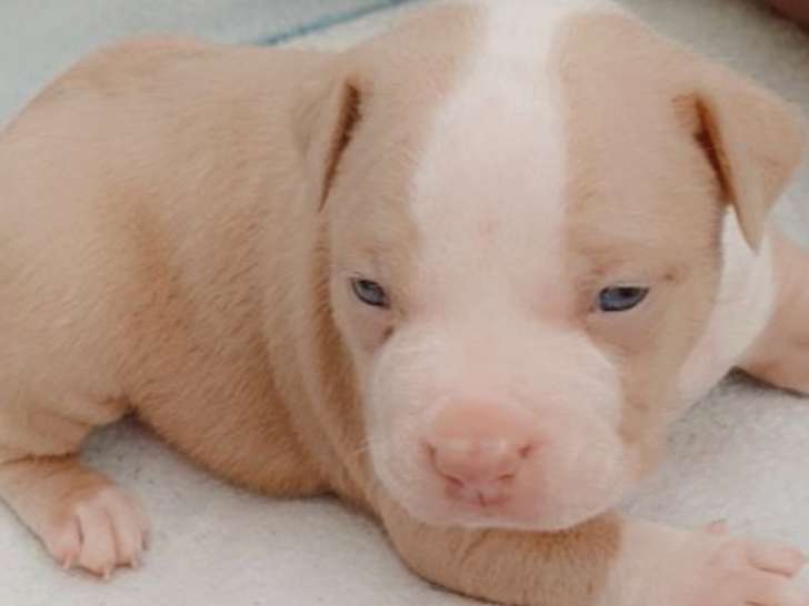 Chiots American Bully extrême standard à vendre
