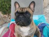 De type Bouledogue Français disponible pour saillie