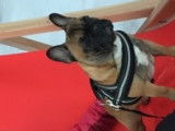 De type Bouledogue Français disponible pour saillie