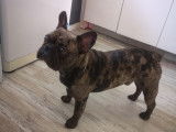 De race Bouledogue Français disponible pour saillie