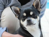 De type Chihuahua disponible pour saillie