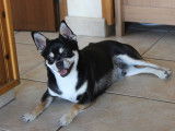 De type Chihuahua disponible pour saillie