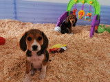 Chiots Beagle Élisabeth à vendre