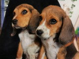 Chiots Beagle Élisabeth à vendre