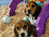 Chiots Beagle Élisabeth à vendre