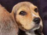 Chiots Beagle Élisabeth à vendre
