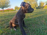 Magnifique chiot bully noire
