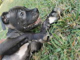Magnifique chiot bully noire