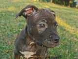 Magnifique chiot bully noire
