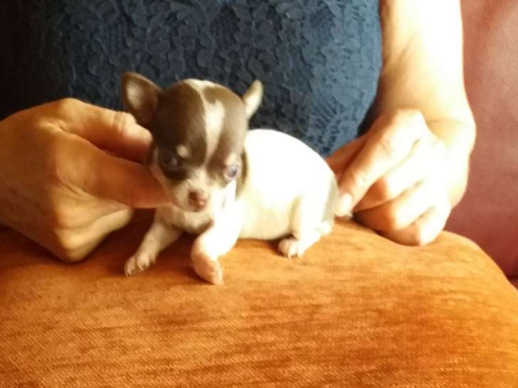 Chihuahua Toy à vendre