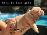 8 chiots American Bully &agrave; vendre (4 Femelles & 4 M&acirc;les)