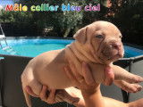 8 chiots American Bully &agrave; vendre (4 Femelles & 4 M&acirc;les)