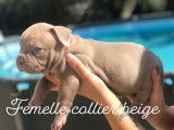8 chiots American Bully &agrave; vendre (4 Femelles & 4 M&acirc;les)