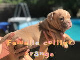 8 chiots American Bully &agrave; vendre (4 Femelles & 4 M&acirc;les)