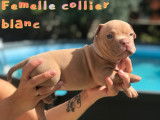 8 chiots American Bully &agrave; vendre (4 Femelles & 4 M&acirc;les)