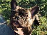 Propose étalon Bouledogue français pour saillie