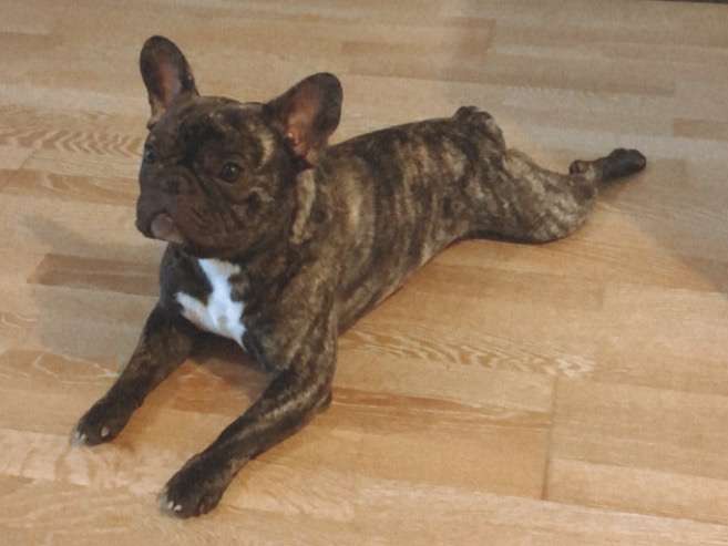 Propose étalon Bouledogue français pour saillie