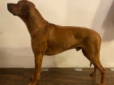 Étalon Rhodesian Ridgeback LOF pour saillie