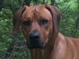 Étalon Rhodesian Ridgeback LOF pour saillie