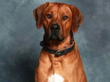 Étalon Rhodesian Ridgeback LOF pour saillie
