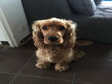 Cocker Anglais LOF pour saillie