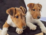 Chiots de type Fox Terrier &agrave; Poil Dur &agrave; vendre (2 m&acirc;les)