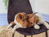 Chiots de type Fox Terrier &agrave; Poil Dur &agrave; vendre (2 m&acirc;les)