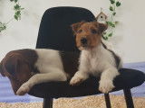 Chiots de type Fox Terrier &agrave; Poil Dur &agrave; vendre (2 m&acirc;les)
