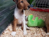 Chiots de type Fox Terrier &agrave; Poil Dur &agrave; vendre (2 m&acirc;les)