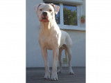 De race Dogue Argentin disponible pour saillie