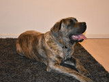 M&acirc;le Cane Corso pour saillie????????