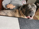M&acirc;le Cane Corso pour saillie????????
