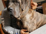 M&acirc;le Cane Corso pour saillie????????