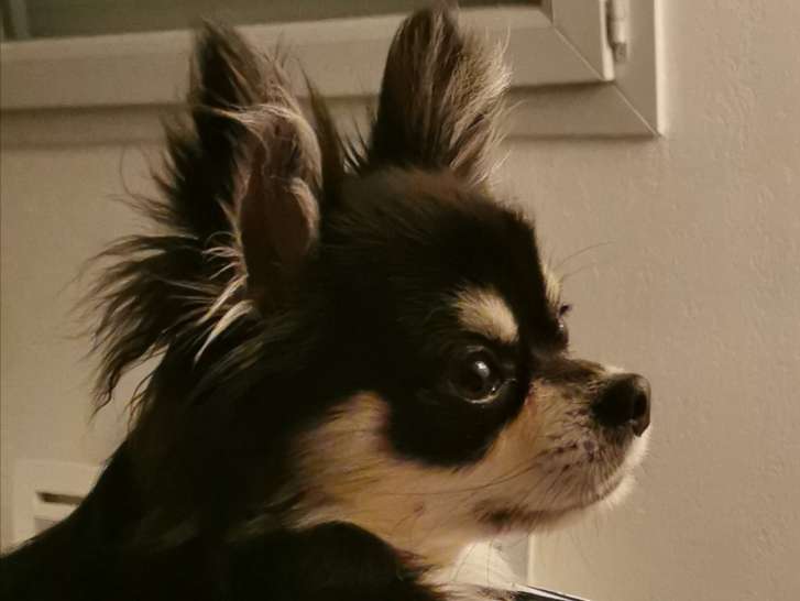 Propose étalon Chihuahua pour saillie