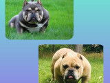 Chiots American Bully à vendre