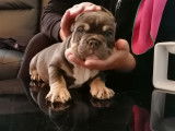 Chiots American Bully à vendre