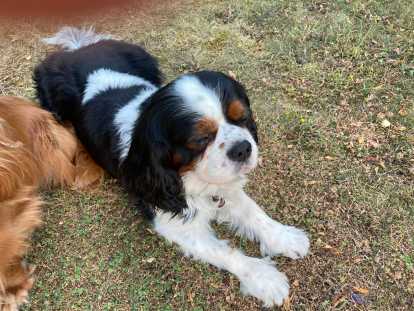 Etalon Cavalier King Charles Tricolore Pour Saillie Petite Annonce Chien