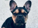 Bouledogue Français pour saillie