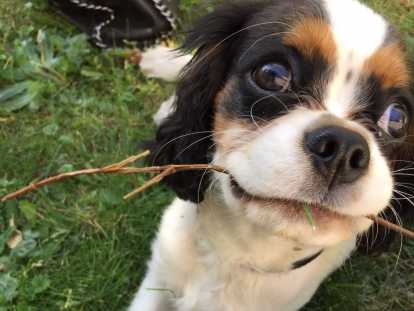 Petit Cavalier King Charles Pour Saillie Petite Annonce Chien