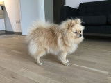 Spitz Nain femelle cr&egrave;me d'1 an &agrave; vendre