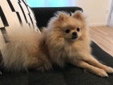 Spitz Nain femelle cr&egrave;me d'1 an &agrave; vendre