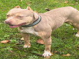 Chiots Pitbull Red Trico Lila  à vendre