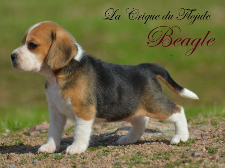 Chiots Beagle LOF à vendre